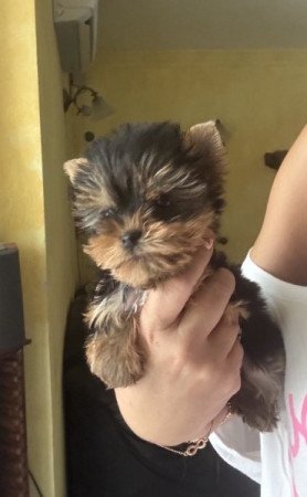 Yorkshire terrier