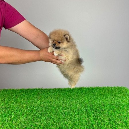 Pomerániai törpespitz