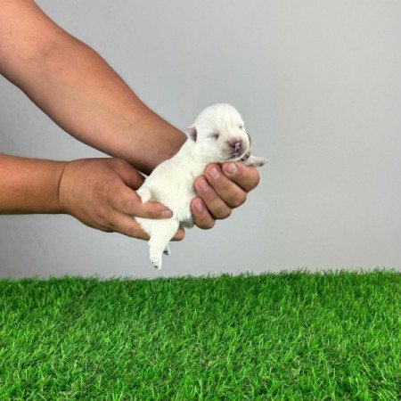 Westie West Highland White terrier