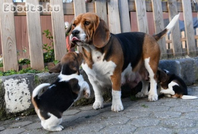 Gyönyörű Beagle jellegű kiskutyák