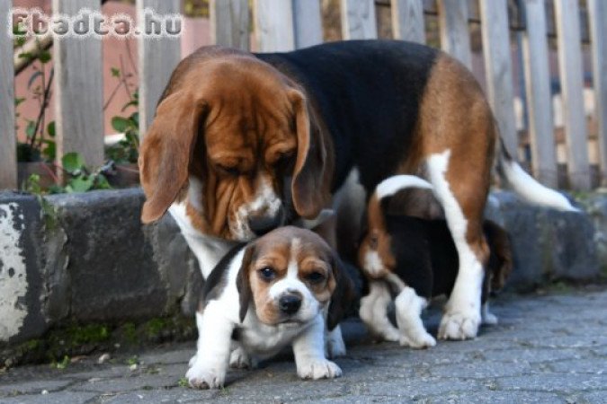 Gyönyörű Beagle jellegű kiskutyák