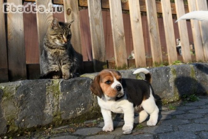 Gyönyörű Beagle jellegű kiskutyák