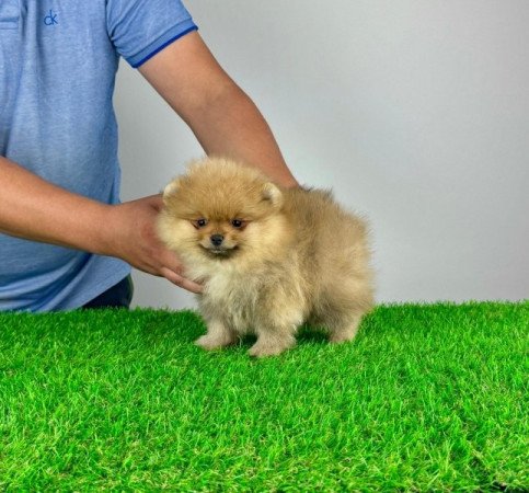 Pomerániai törpespitz