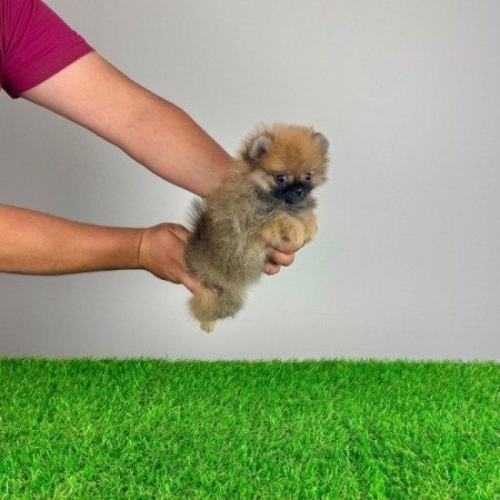 Pomerániai törpespitz