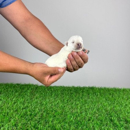 Westie West Highland White terrier