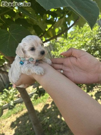 Bichon Havanase Babák