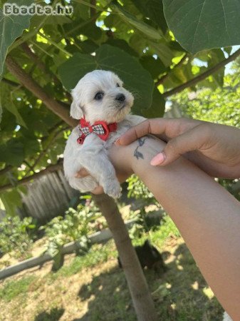 Bichon Havanase Babák