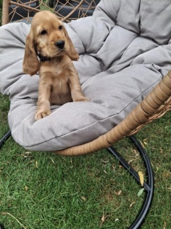 Angol cocker spániel