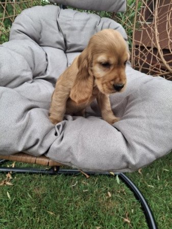 Angol cocker spániel