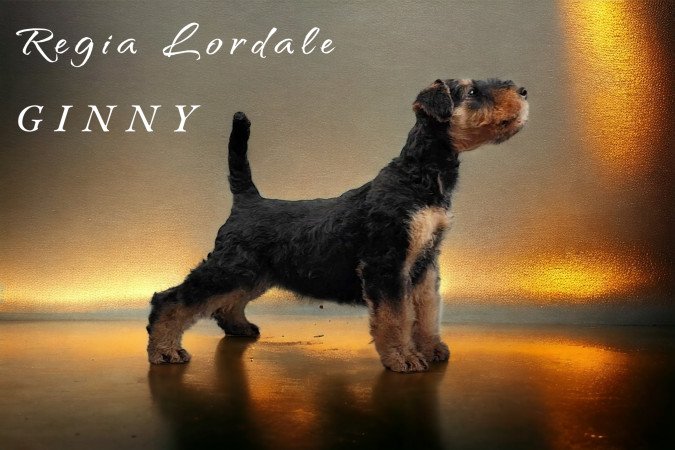 Eladó Airedale terrier kiskutya