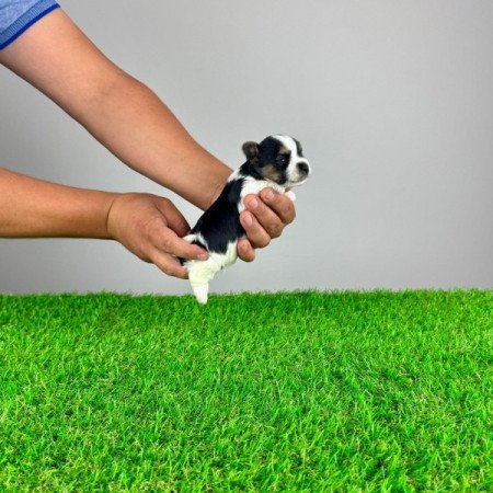 Biewer Yorkshire terrier