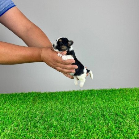 Biewer Yorkshire terrier