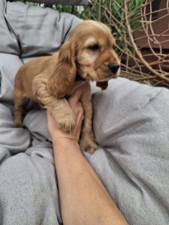 Angol cocker spániel