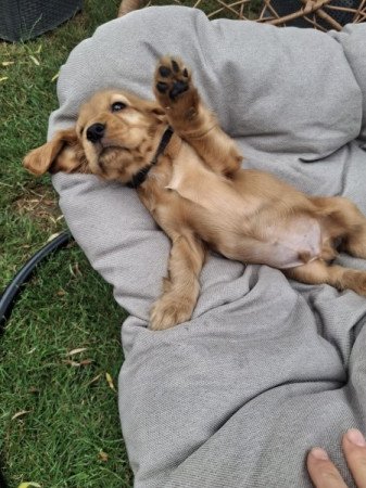 Angol cocker spániel