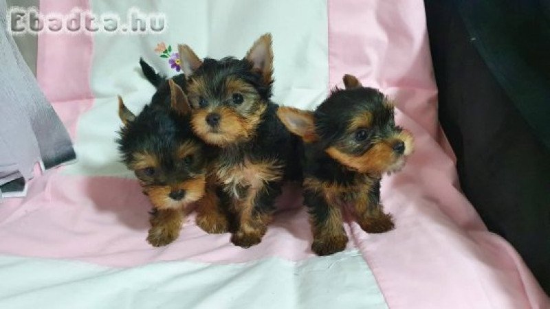 Eladó Yorkshire terrier  kislány , kisfiú