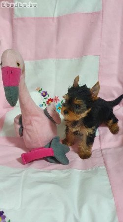 Eladó Yorkshire terrier  kislány , kisfiú