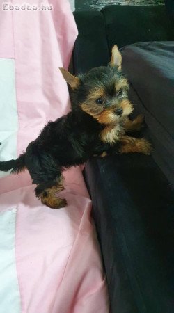 Eladó Yorkshire terrier  kislány , kisfiú