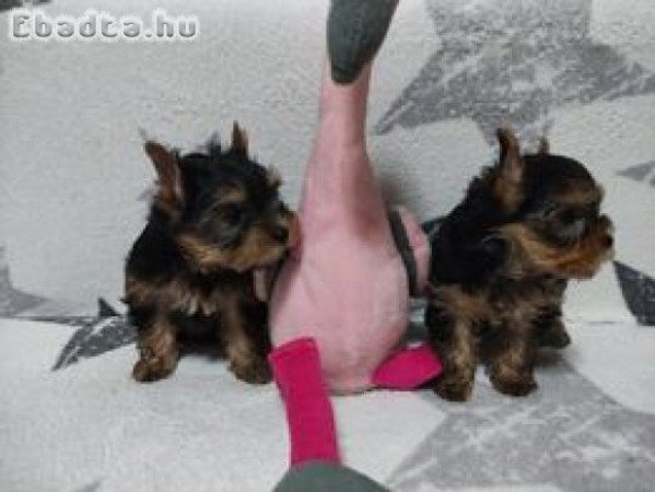 Eladó Yorkshire terrier  kislány , kisfiú