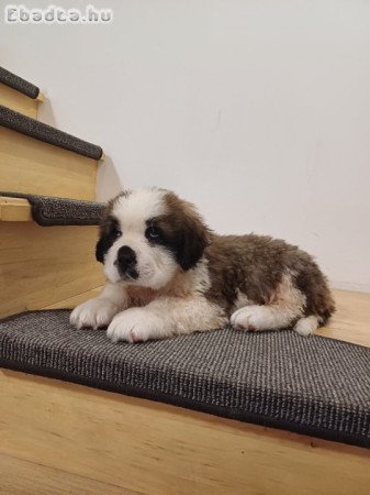 Eladó hosszúszőrű Bernáthegyi kan kiskutya