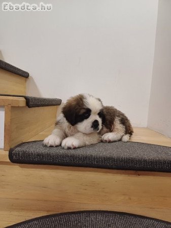 Eladó hosszúszőrű Bernáthegyi kan kiskutya