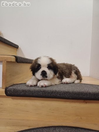 Eladó hosszúszőrű Bernáthegyi kan kiskutya