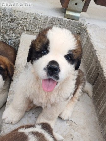 Eladó hosszúszőrű Bernáthegyi kan kiskutya