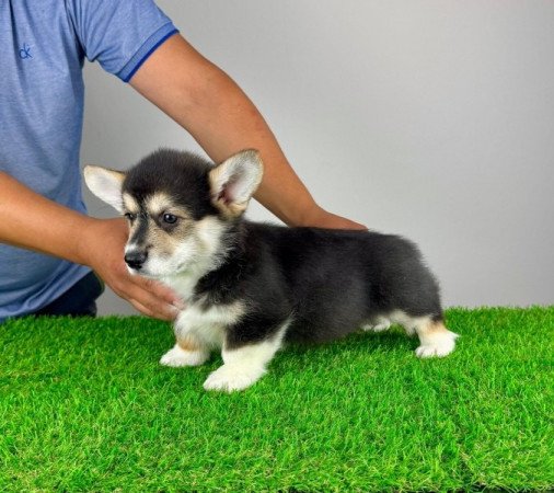 Pembroke Welsh Corgi