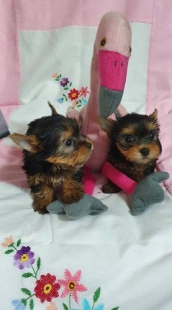 yorkshire terrier