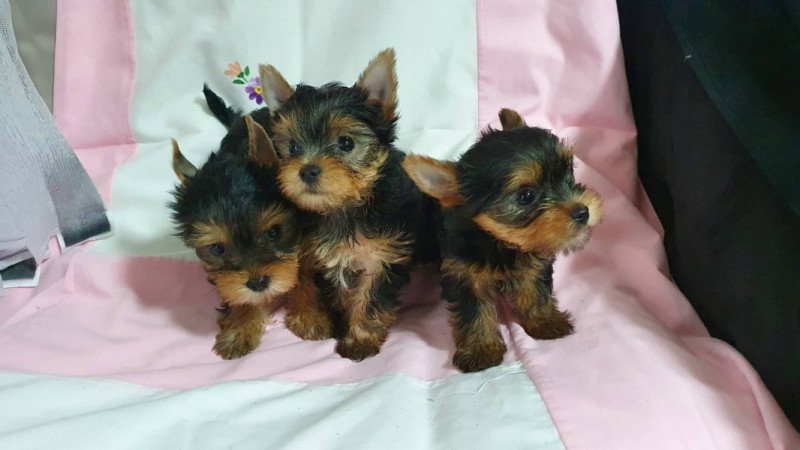 yorkshire terrier