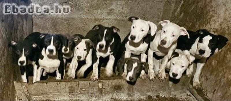 Amerikai staffordshire terrier (Amstaff) eladó