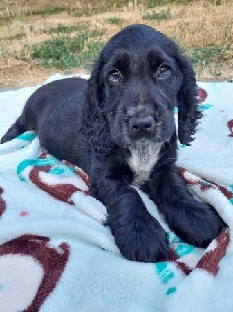 Angol Cocker Spániel