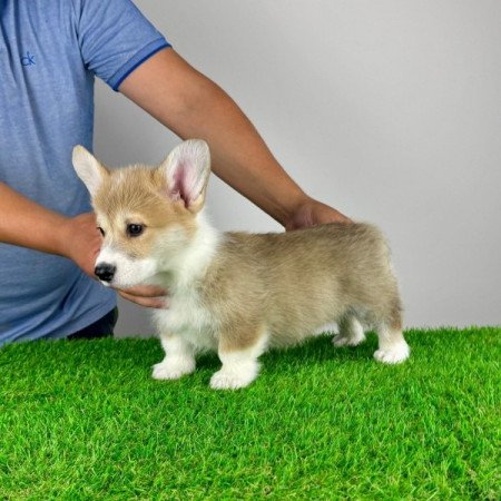 Pembroke Welsh Corgi
