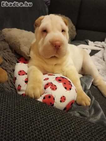 Shar Pei Fiúcska