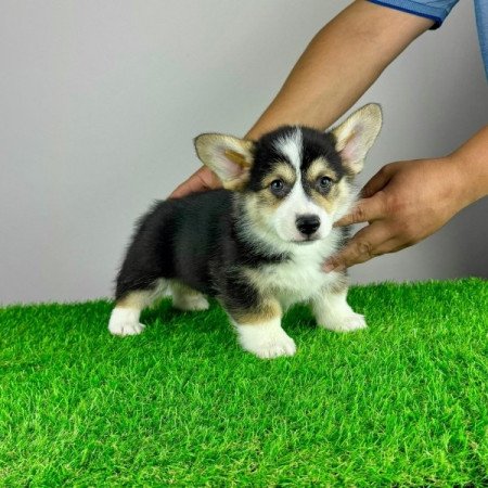 Pembroke Welsh Corgi