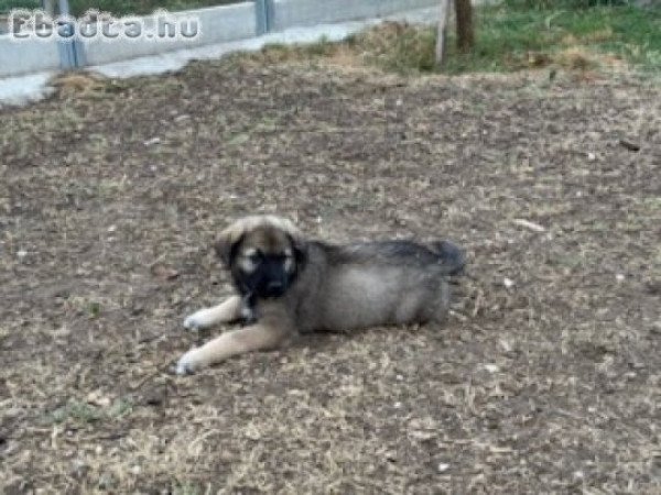 Sarplaninac kiskutyák eladók