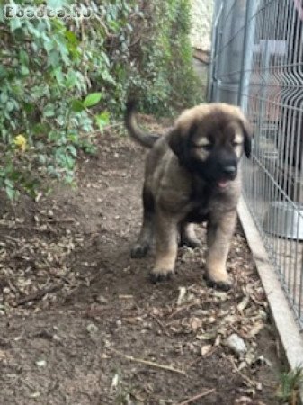 Sarplaninac kiskutyák eladók