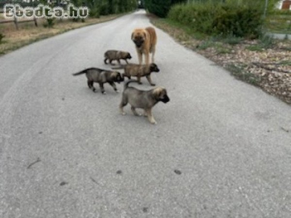 Sarplaninac kiskutyák eladók