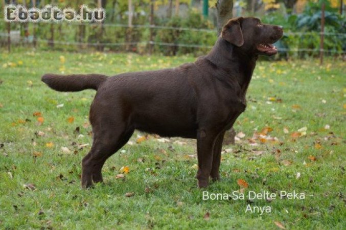 Labrador retriever kiskutya