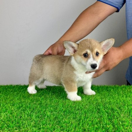 Pembroke Welsh Corgi