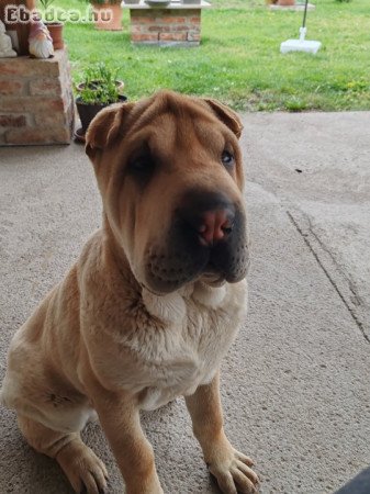 7 hónapos Shar-pei kan