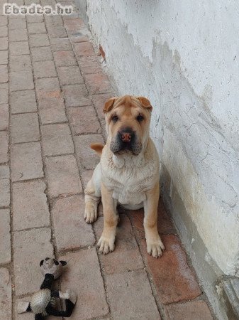 7 hónapos Shar-pei kan