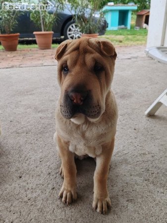 7 hónapos Shar-pei kan