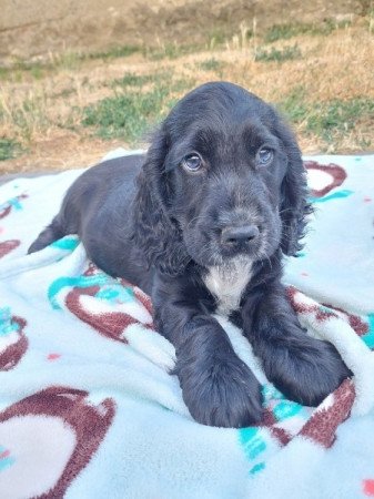 Angol Cocker Spániel