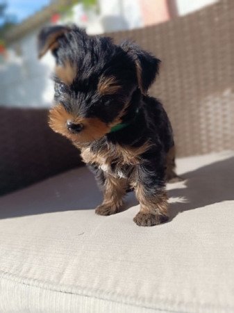 Yorkshire terrier