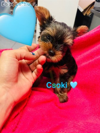 Yorki babák eladó