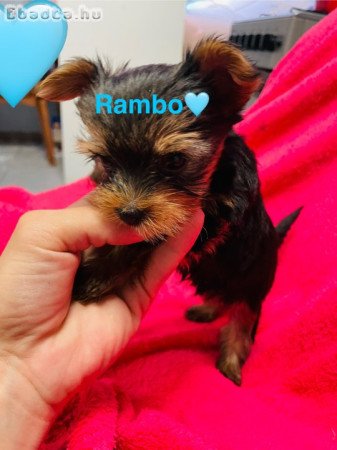 Yorki babák eladó
