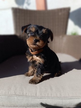 Yorkshire terrier