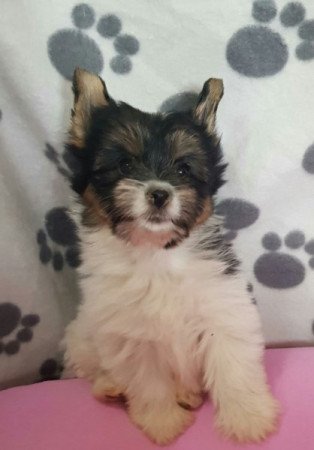 Yorkshire terrier biewer