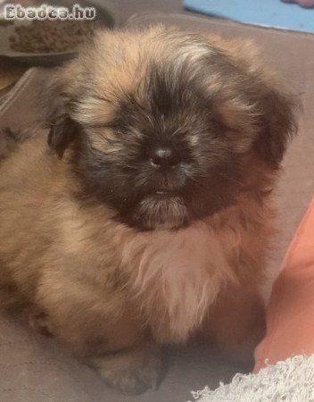 Shih Tzu kölykök, FCI dokumentumok