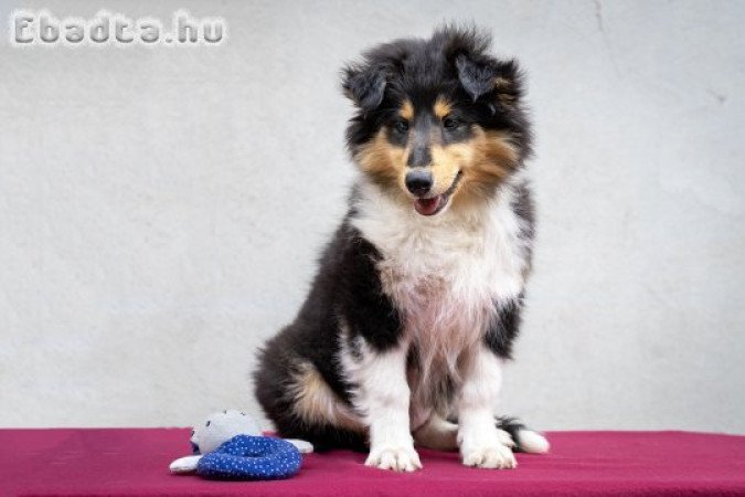 Collie szuka kiskutyák